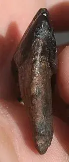 gatortooth 003.webp