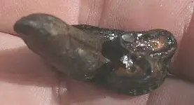 gatortooth 004.webp