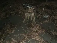 THE Stump.webp THE Stump.webp