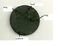 coin2.webp
