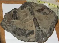 skull bottom.webp