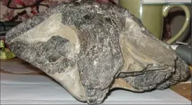 skull front.webp