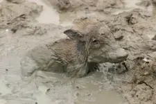 baby-warthog-stuck-in-mud-10-12-08.webp
