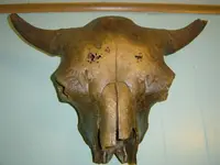 Bison skull 002.webp