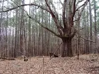 ruins 1 tree.webp