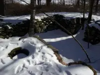 jan 23 cellar holes with sniffy 016 [].webp