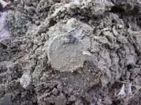 jan 23 cellar holes with sniffy 020 [].webp
