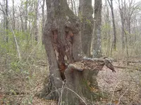 In The Deep Woods 006.webp