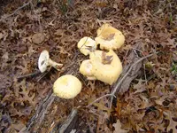 In The Deep Woods 003.webp