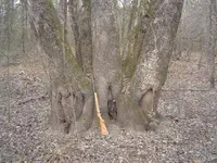 In The Deep Woods 008.webp