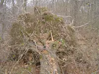 In The Deep Woods 010.webp