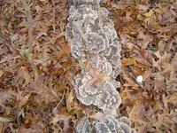 In The Deep Woods 002.webp