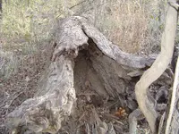Another Nature Walk 002.webp