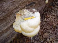 Another Nature Walk 001.webp