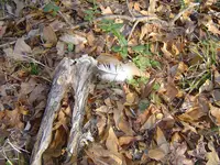 Another Nature Walk 004.webp
