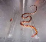 SSSnake11.webp
