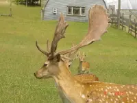 buck.webp