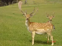 buck1.webp