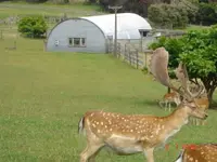 buck 7.webp