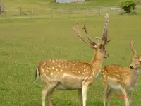buck5.webp