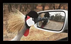 Bird and mirror.webp