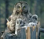 Owls.webp