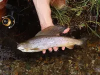 Arctic_grayling.webp