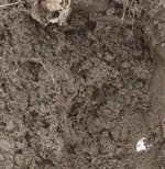 Dirt01.webp