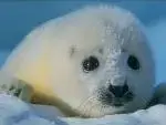 dangerous seal.webp
