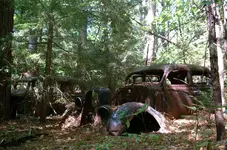 resting in the woods-3.webp