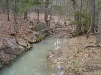 Horse Their Springs 004.webp