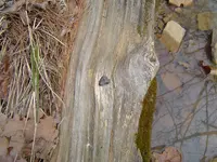 Horse Their Springs 013.webp