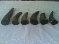 Cow_Horn.webp