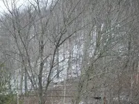 Ripley Pics046.webp