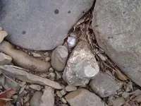 Herkimer Diamond Hunt 002.webp