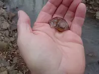 Herkimer Diamond Hunt 003.webp