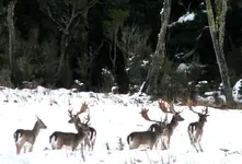 bucks%20in%20snow%20email.webp