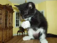 evil-kitty.webp