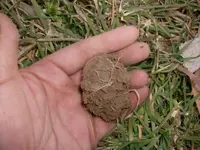 Quarter in Dirt.webp Quarter in Dirt.webp