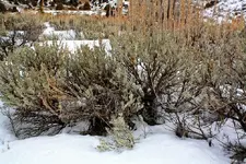 2-27c.webp