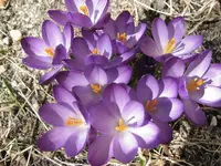CrocusBloom.webp