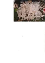 scan0005.webp