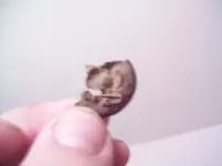 millitary button.webp
