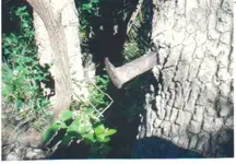 Tree Stake.webp