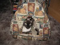 Peeking out.webp