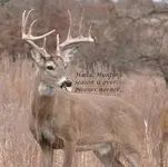 Deer Tongue.webp