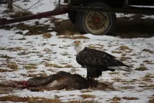 eagle1_1_1.webp