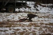 eagle2_1_1.webp