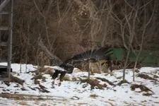 eagle4_1_1.webp