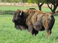 buffalo2.webp